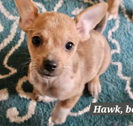 Photo of hawk