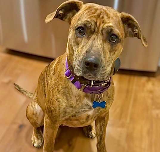 Photo of Lill - Local Dog