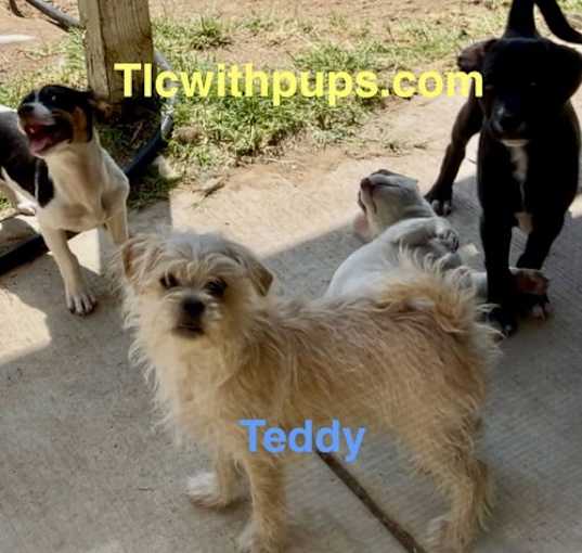 Photo of Presley