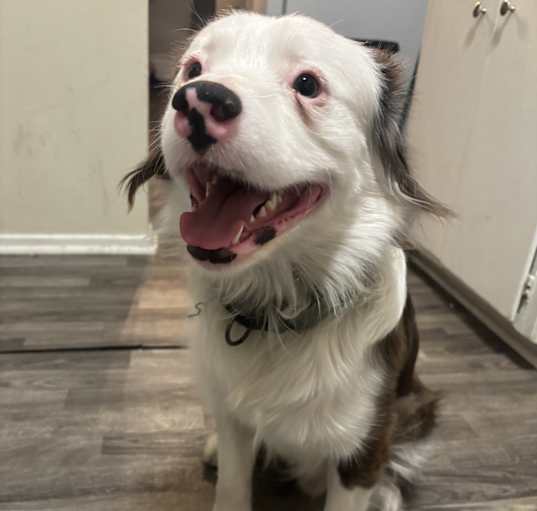 Photo of Aussie