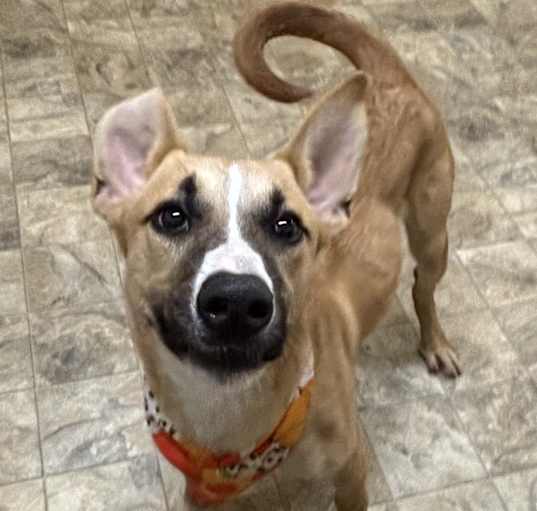 Photo of Colt