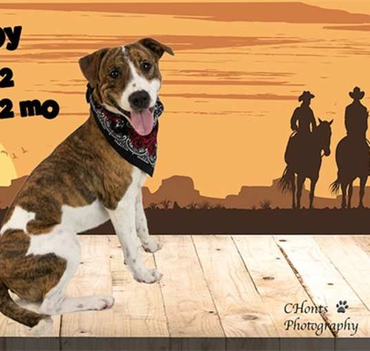 Photo of Dog
