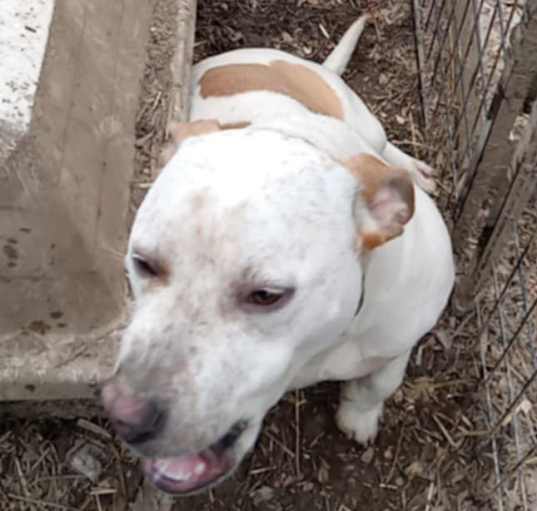 Photo of Darla