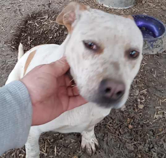 Photo of Spanky