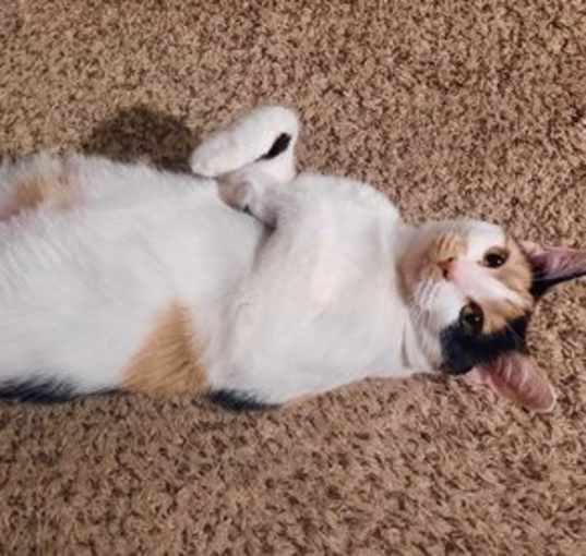 Photo of Callie