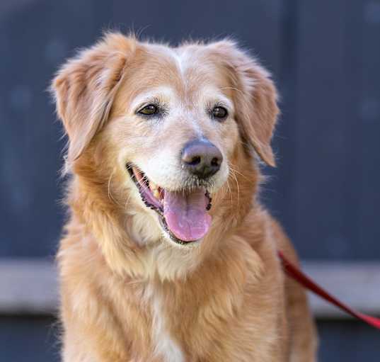 Photo of OLLIE