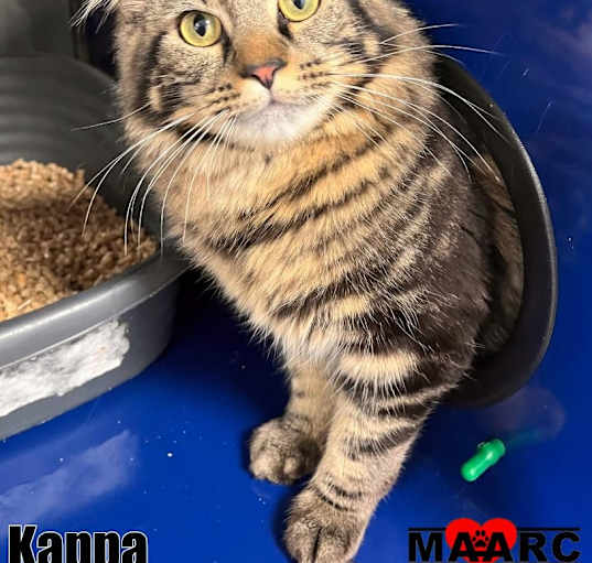 Photo of Kappa