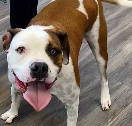 Photo of Oliver