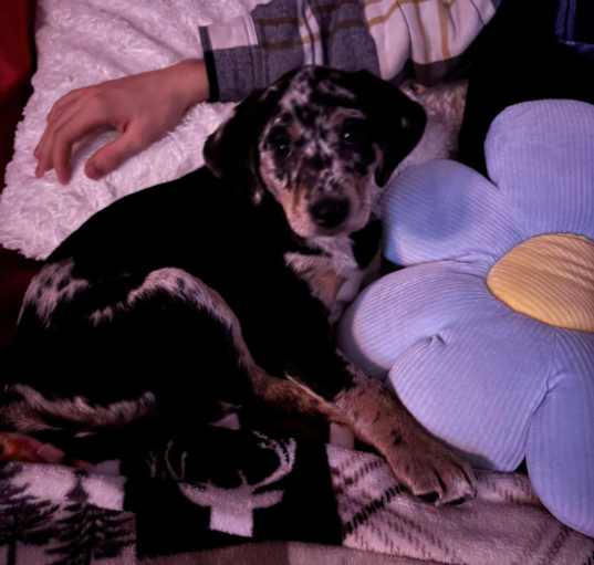 Photo of Ophelia