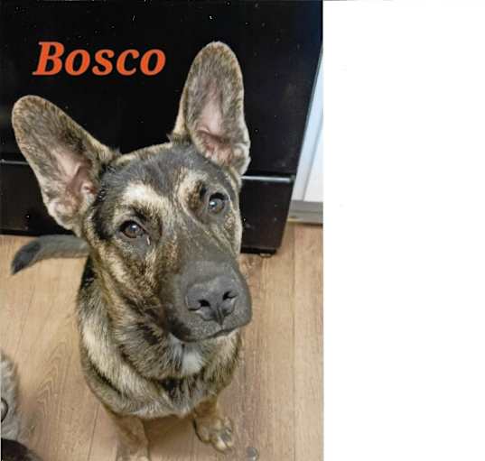 Photo of Bosco