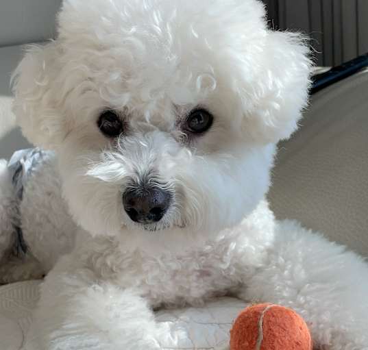 Photo of Roy (D)