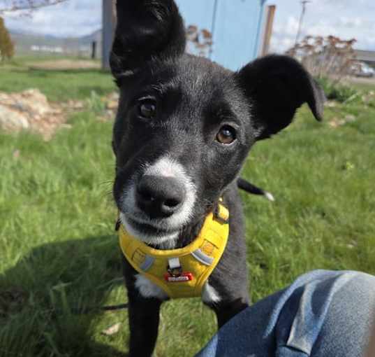 Photo of Ember