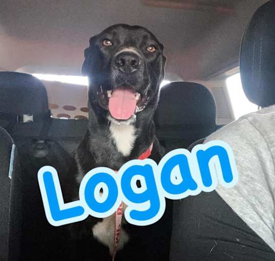 Photo of Logan