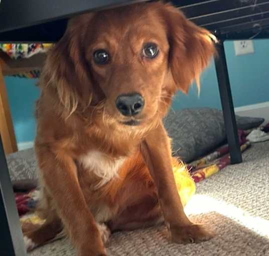 Photo of Sugar