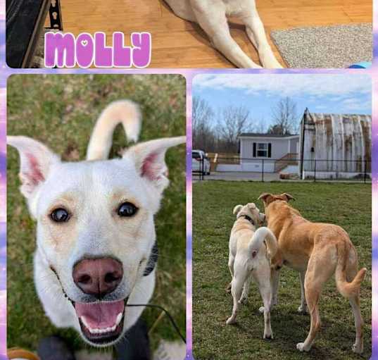 Photo of Molly