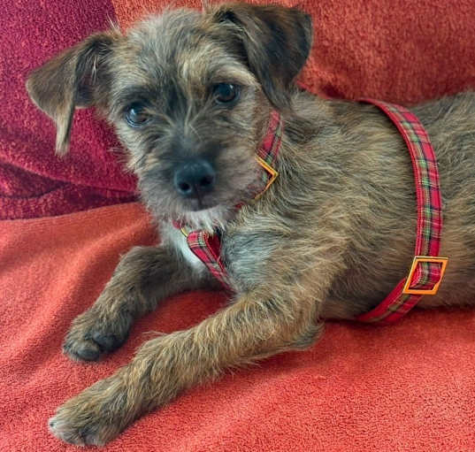 Photo of Pebbles