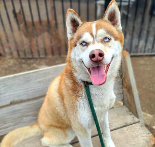Photo of *ROCKET