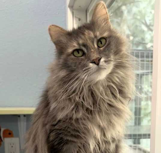 Photo of Filmina
