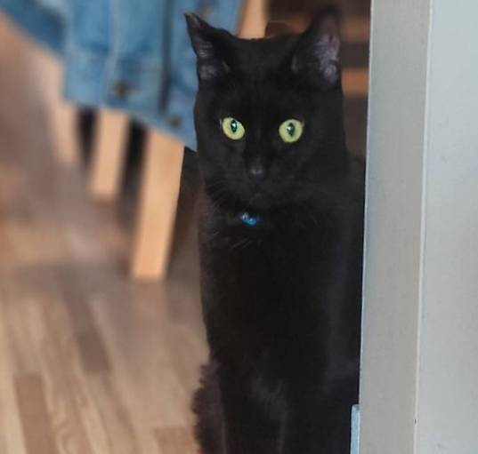 Photo of Shiloh