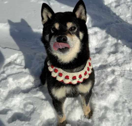 Photo of Buddy