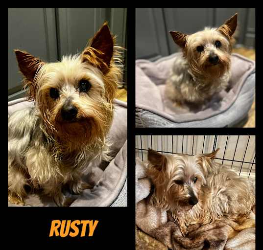 Photo of Rusty