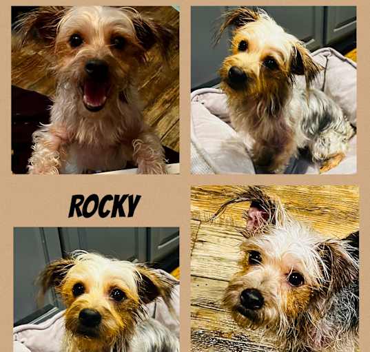 Photo of Rocky