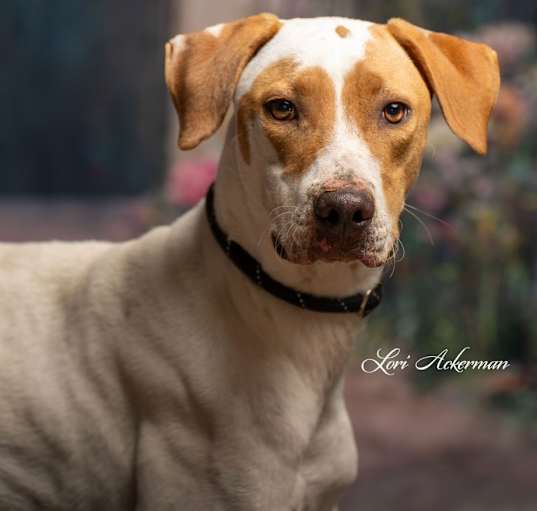 Photo of Romeo