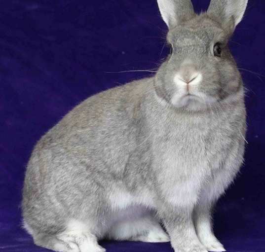 Photo of Juniper