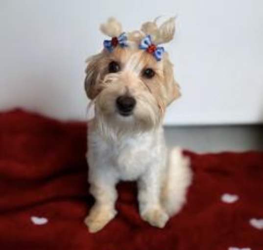 Photo of Dolly