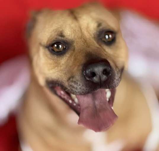 Photo of Shorty