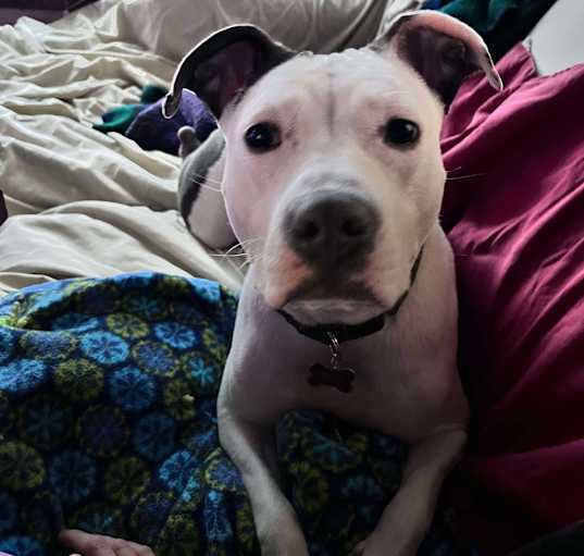 Photo of Flurry