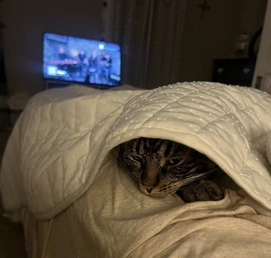 Photo of Sprinkles