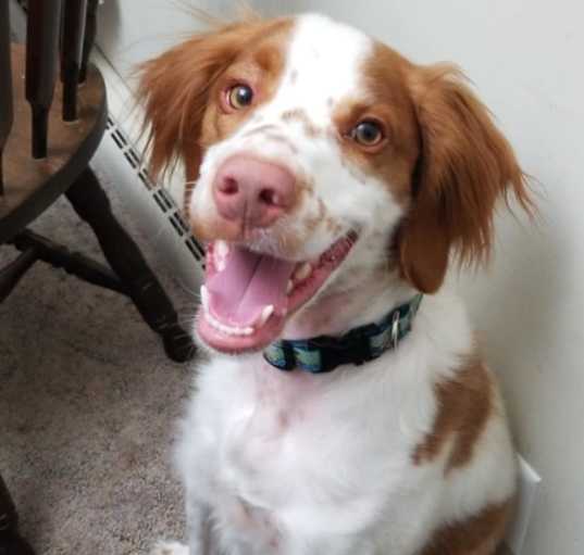 Photo of Simba