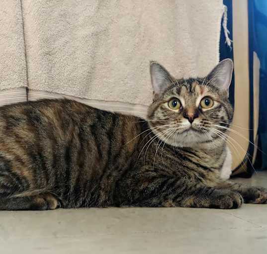 Photo of Apricot