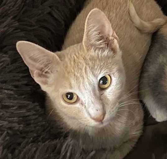 Photo of Gravy