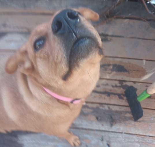 Photo of Abby