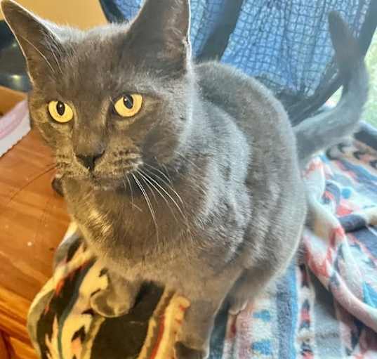 Photo of Nermal