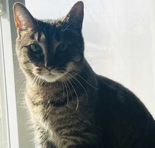 Photo of Missy