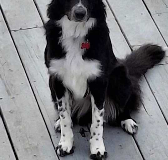 Photo of Sasha (2025) (Adoption Pending)