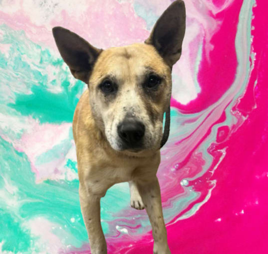 Photo of Jindo