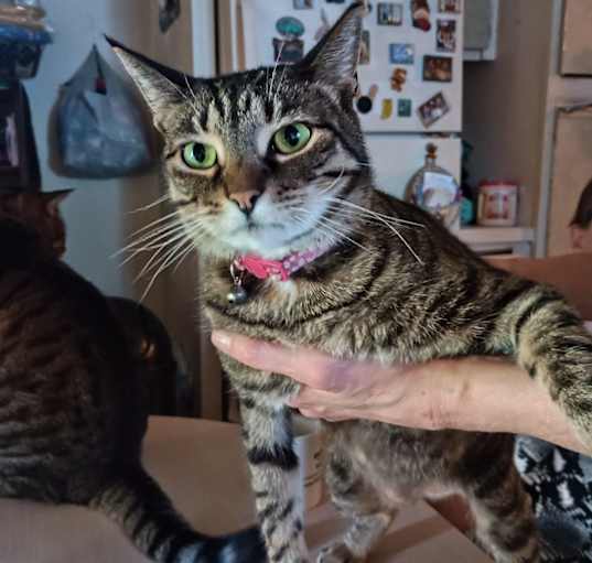 Photo of Pumpkin