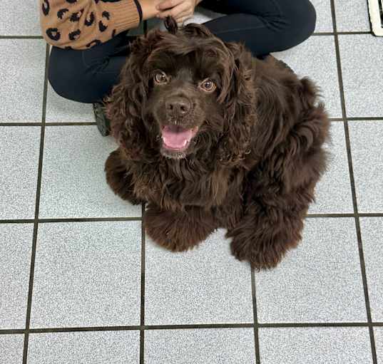 Photo of Coco