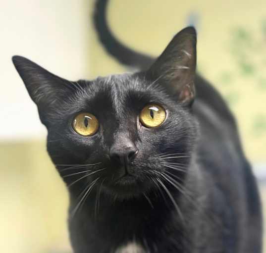 Photo of Smokey