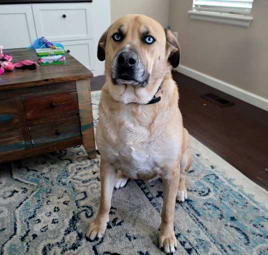 Photo of Remi