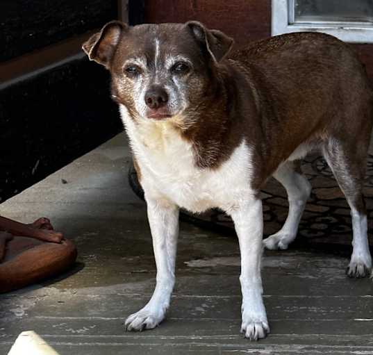 Photo of Pudding