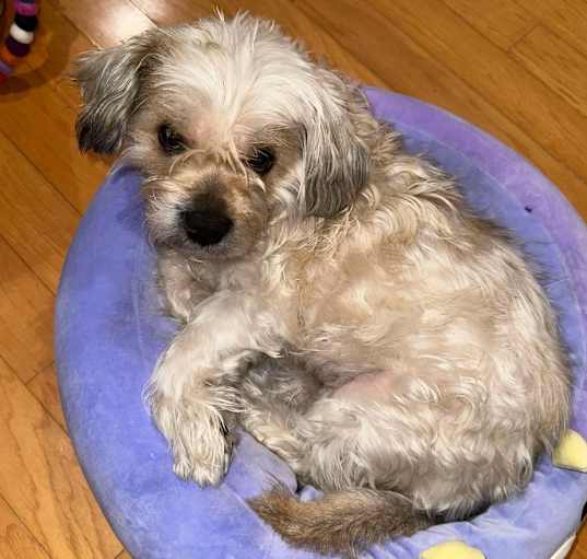 Photo of Abby