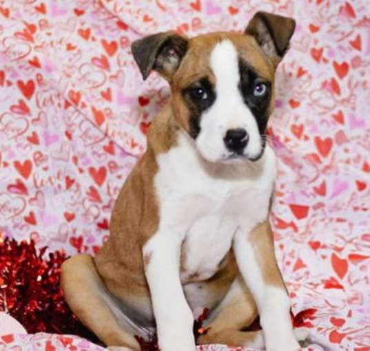 Photo of Bailey