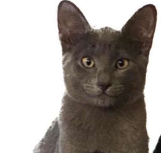 Photo of Ash
