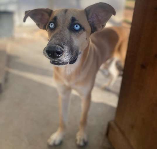 Photo of Scooby