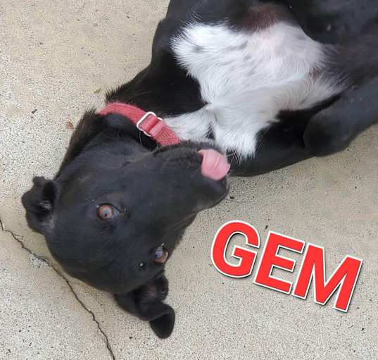 Photo of Gem